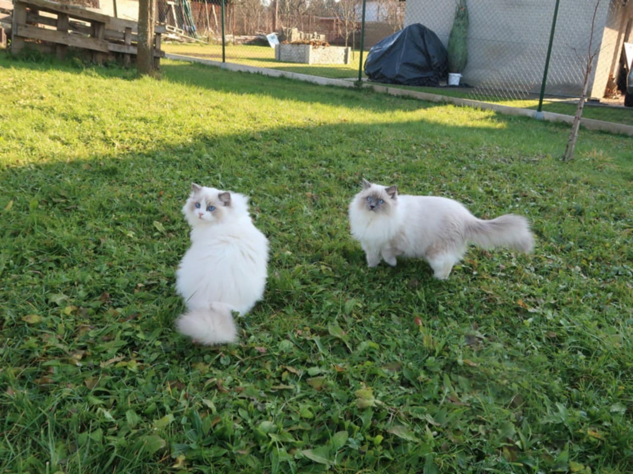 Naši odchovanci - Ragdoll koťata